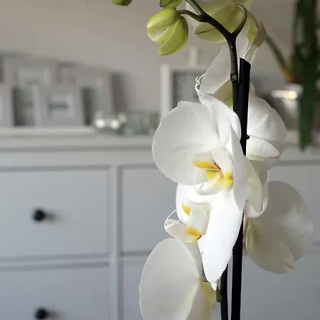 Przy Bloniach Apartamento