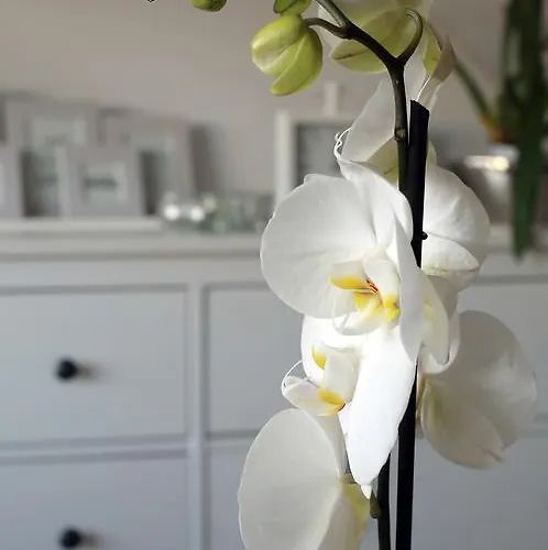 Przy Bloniach Apartamento